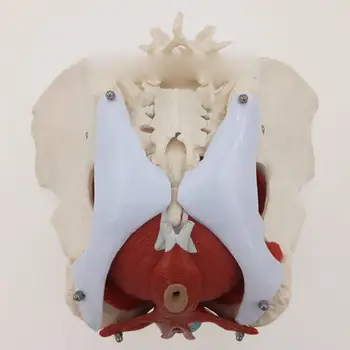 Медицинская Анатомическая модель женского таза из ПВХ со съемными органами для восстановления мышц